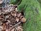 Tüskés pöfeteg (Lycoperdon echinatum), Zemplén